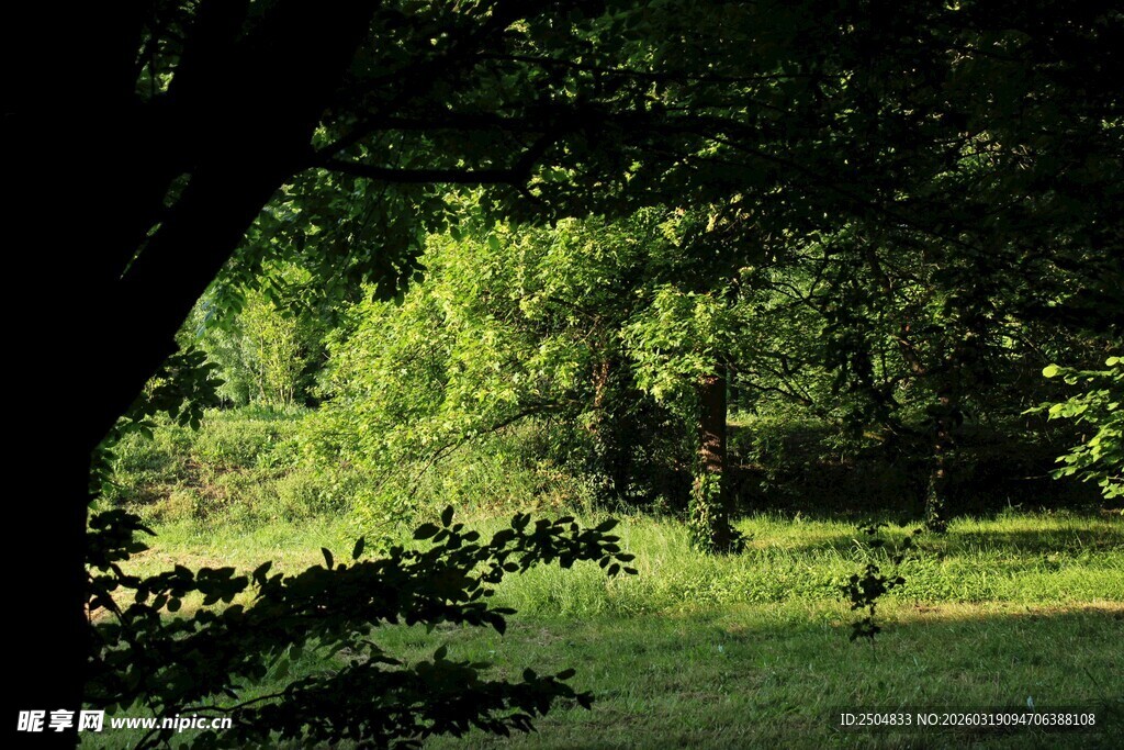 林间绿意盎然的静谧景致
