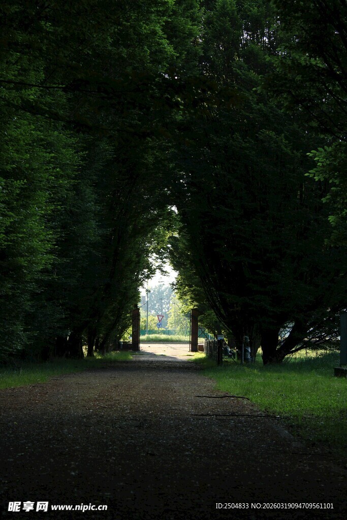 林间幽径 绿意盎然的通道