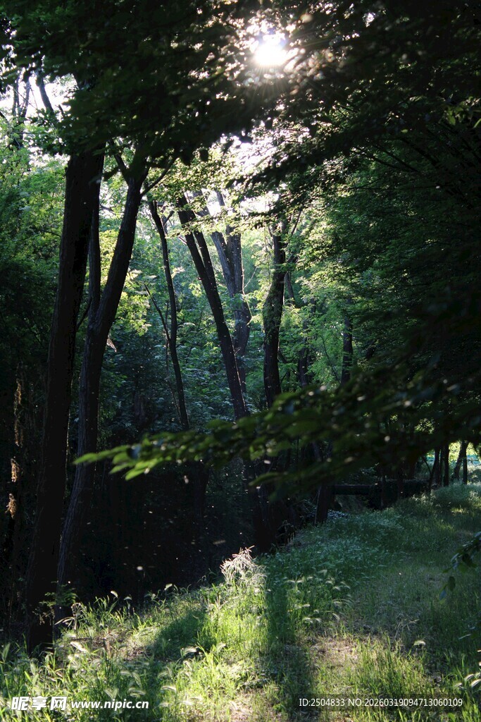林间晨光 静谧自然美景