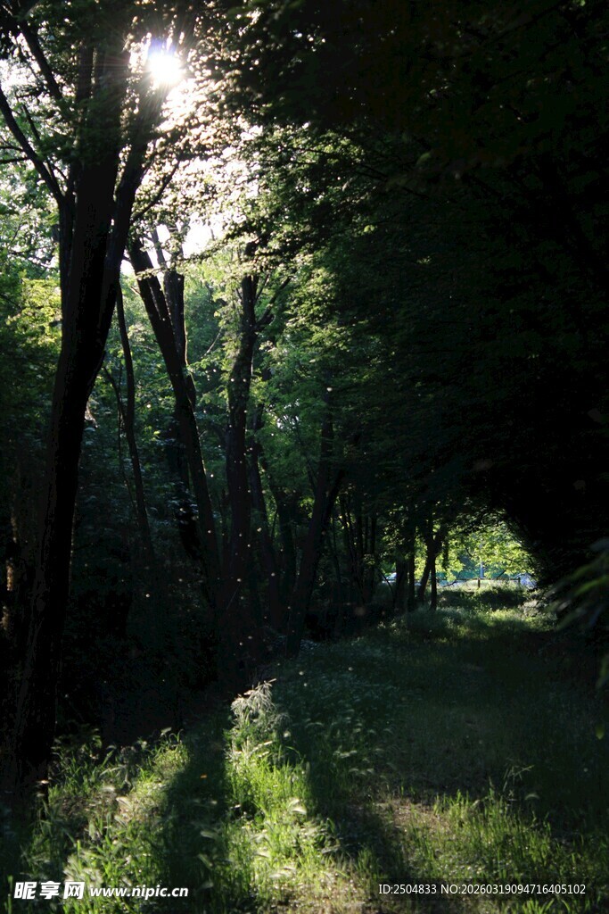 林间阳光洒落的静谧小道