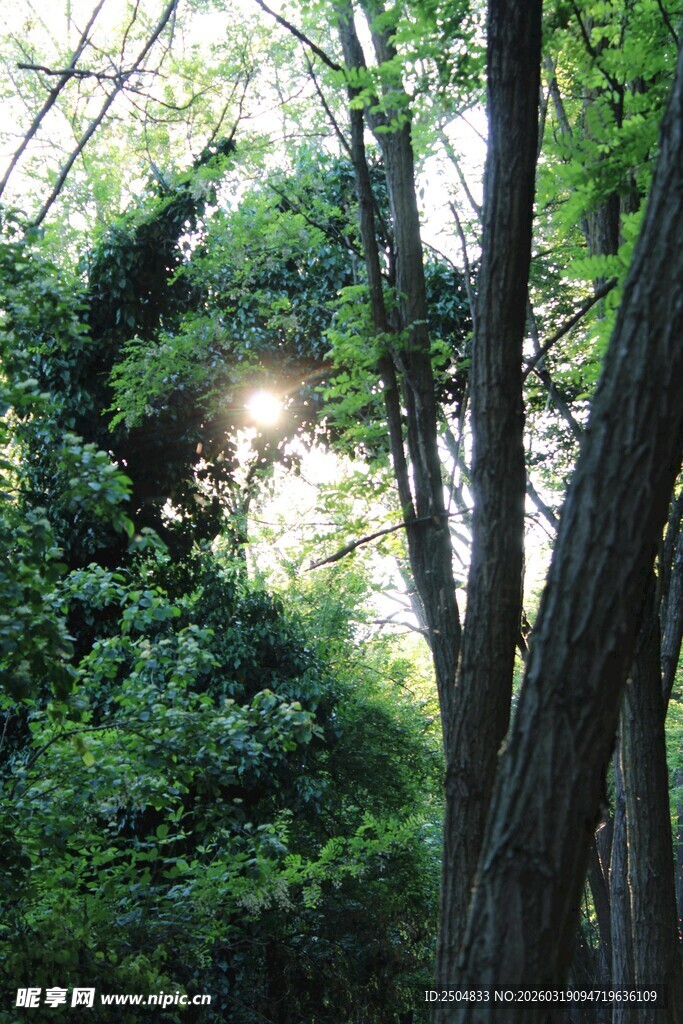 林间阳光穿透茂密树林