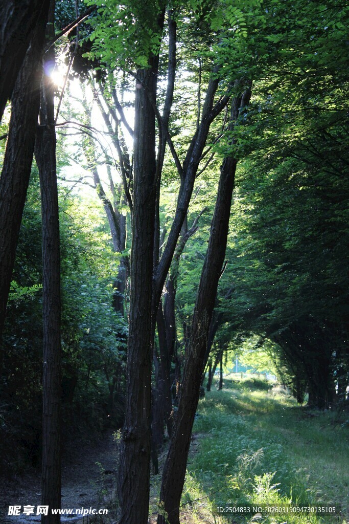 林间光影 静谧森林之景