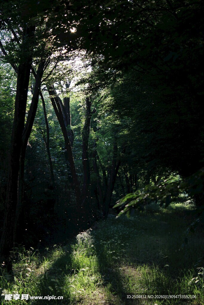 林间晨光洒下的静谧美景