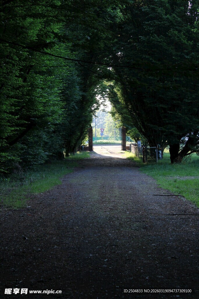 林间幽径 通往光明之处