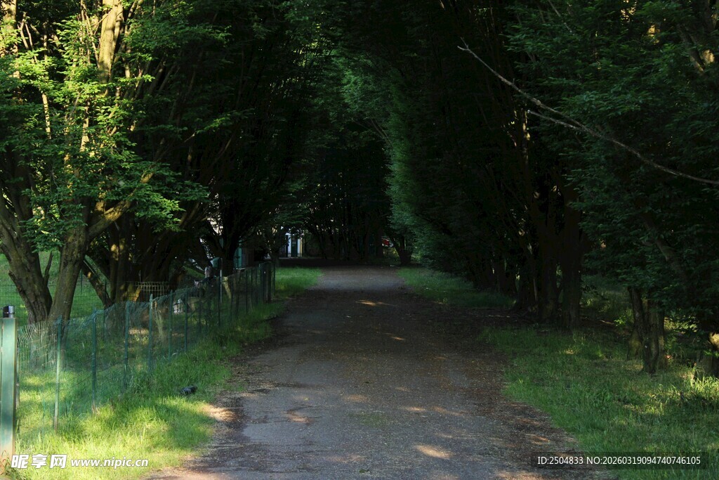 林间幽径 阳光洒落