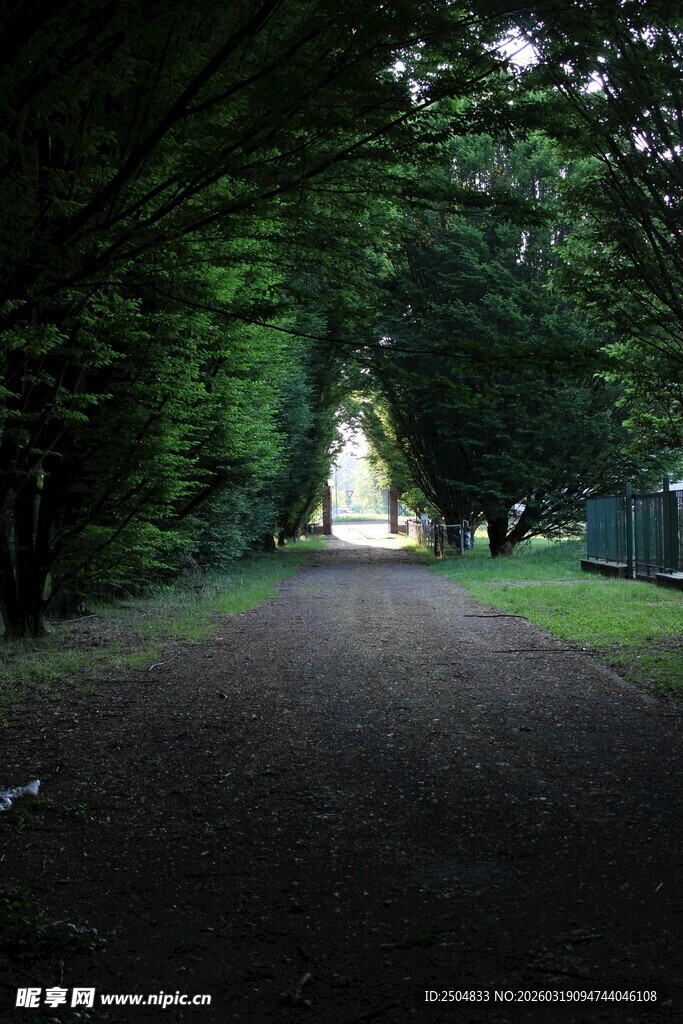 林间幽径通往光明