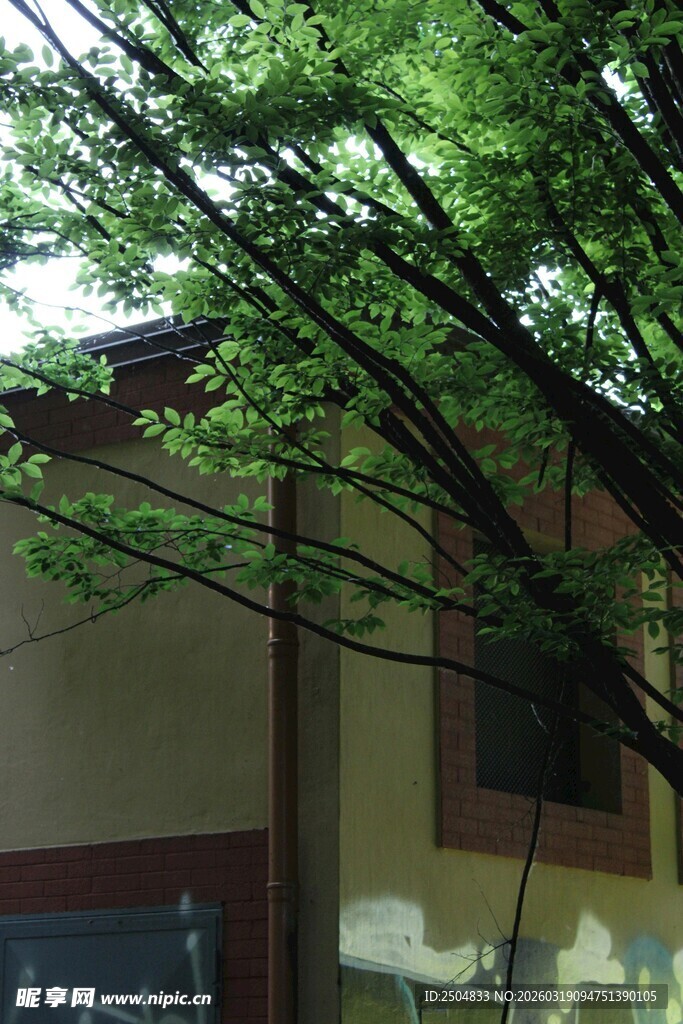 绿叶掩映下的建筑一角