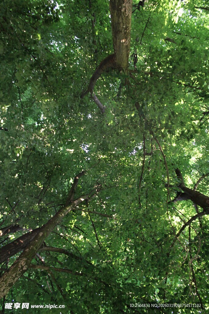 茂密森林绿意盎然