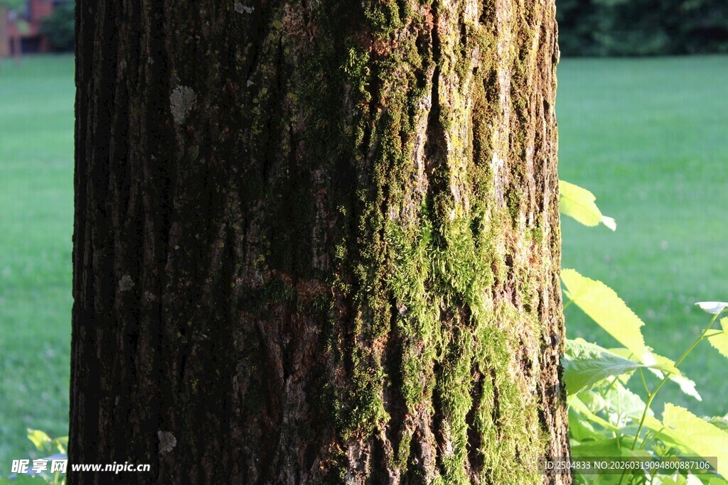 树干上的斑驳绿意