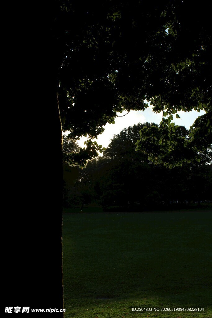 透过树影看绿意景致