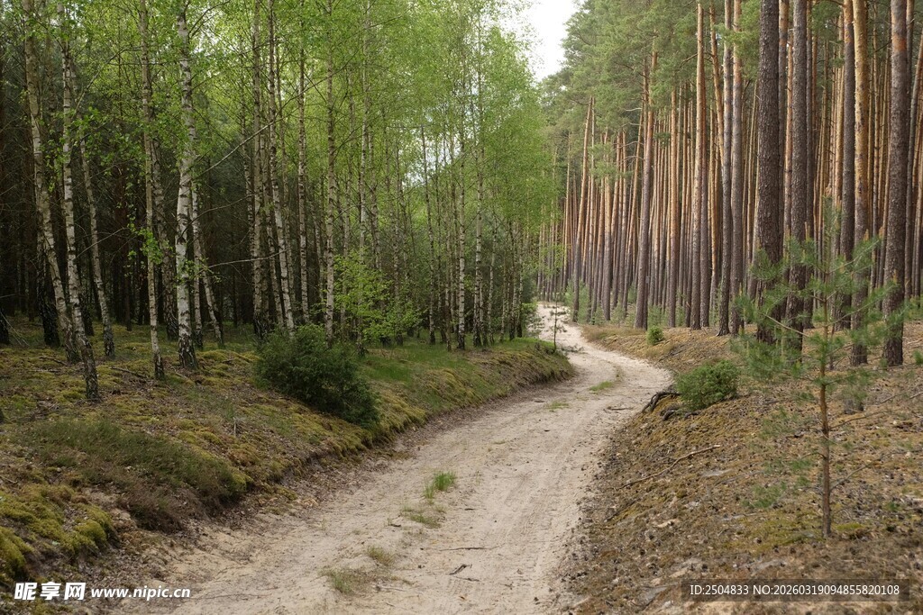 林间泥路 静谧自然之景