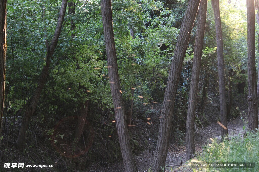 林间光影下的茂密树木