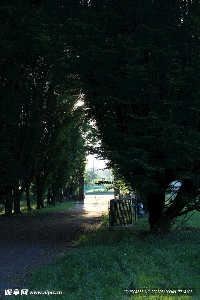 林间小道 光影斑驳之景