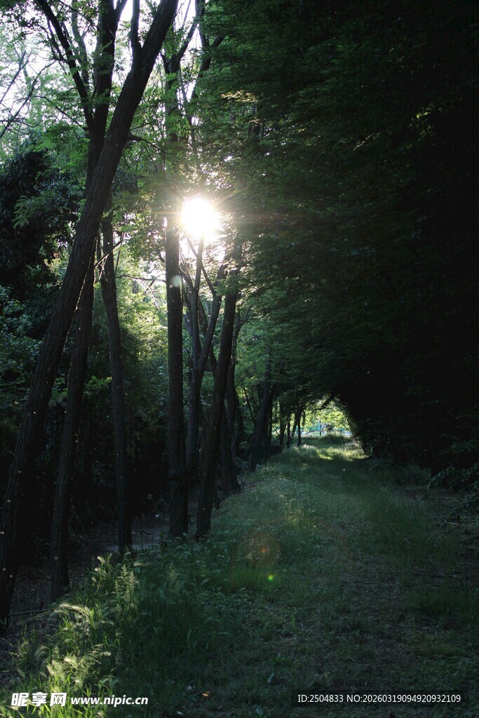 林间阳光洒落的静谧小道