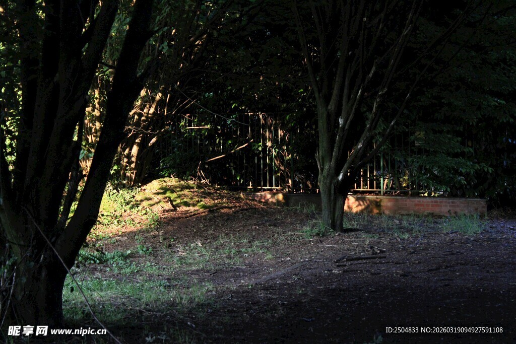 林间光影下的静谧场景