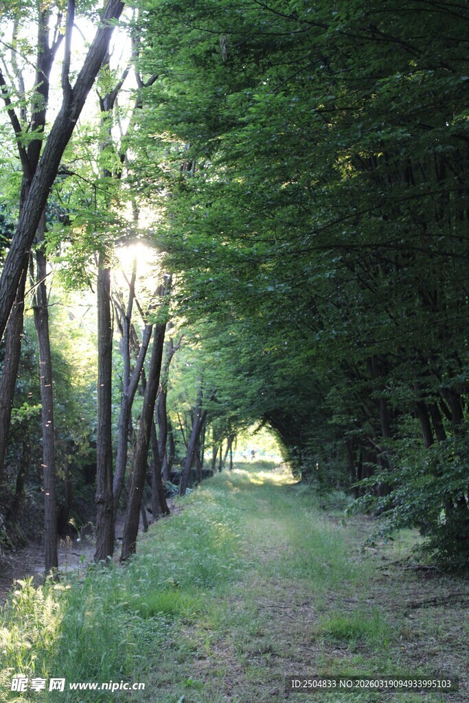林间幽径 阳光洒落绿意浓