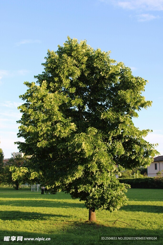 田野中的葱郁大树