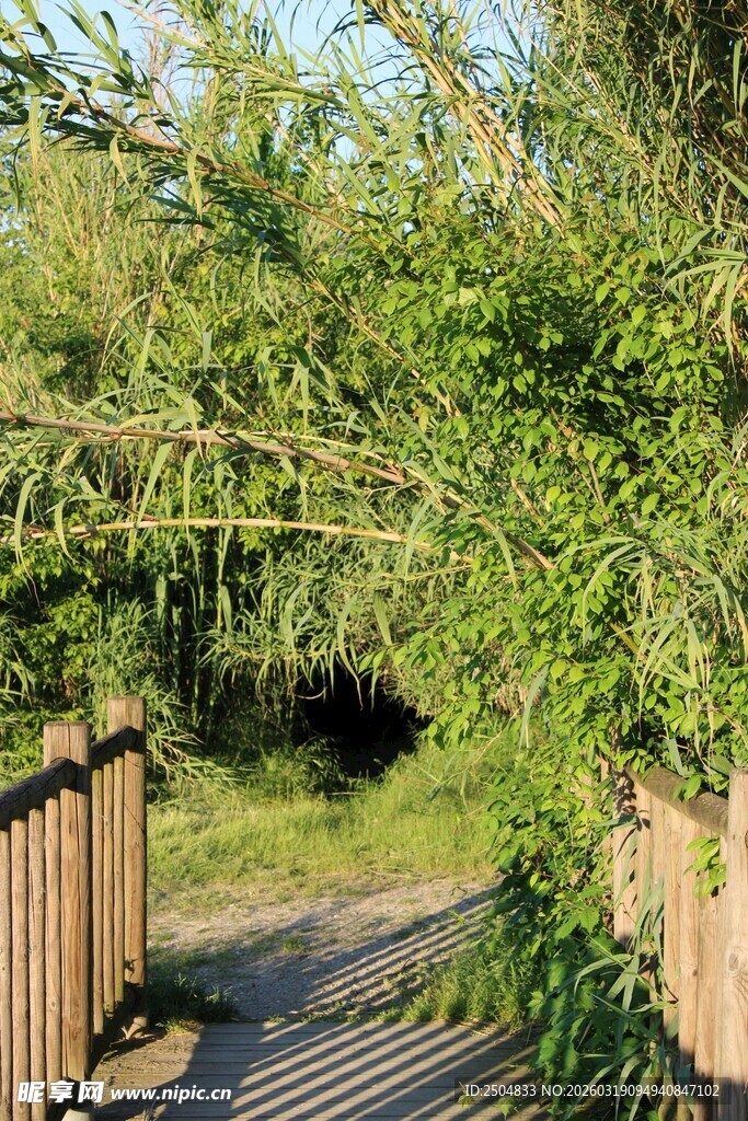 林间木径 绿意盎然