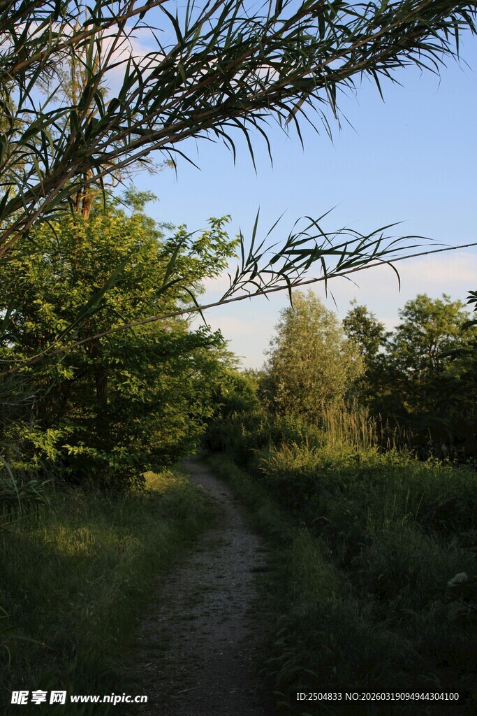 林间小径 绿意盎然的风景