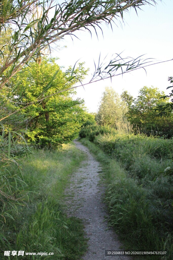 林间小径 绿意盎然的风景