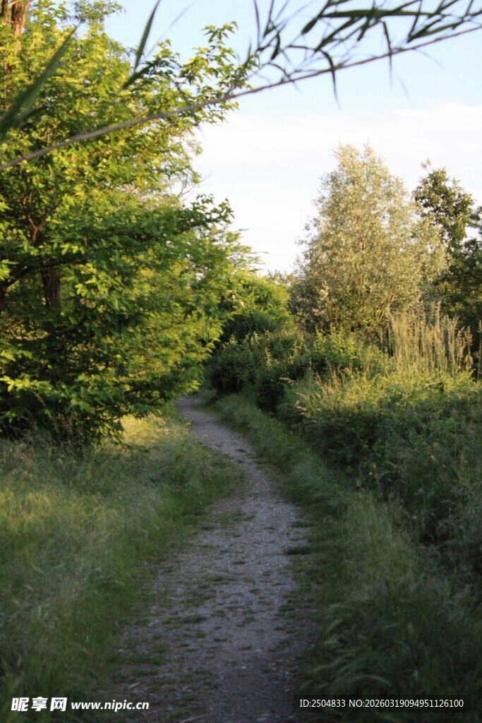 林间小径 自然清新之景