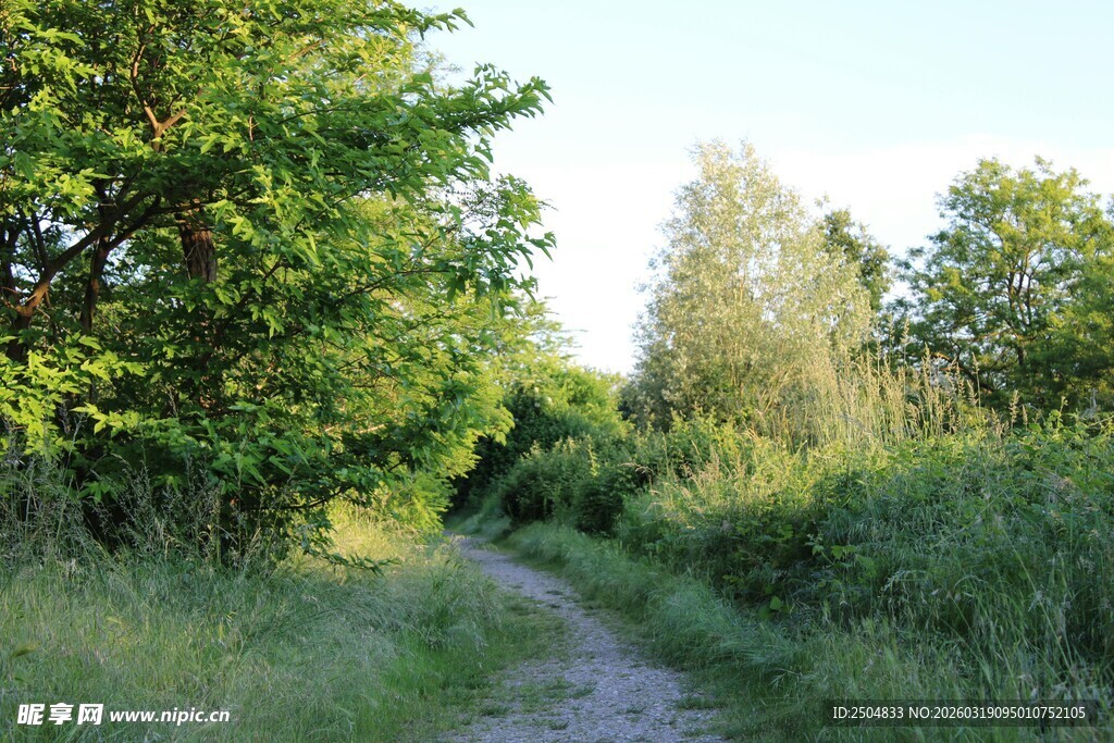 林间小径 绿意盎然的自然路