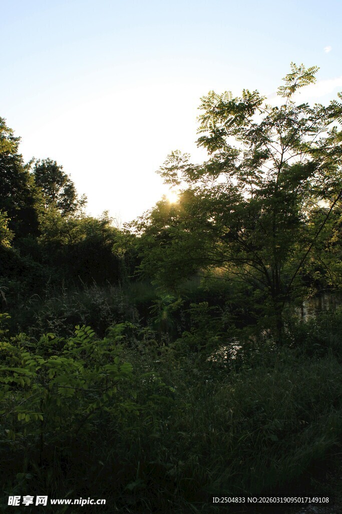 阳光照耀下的繁茂树林