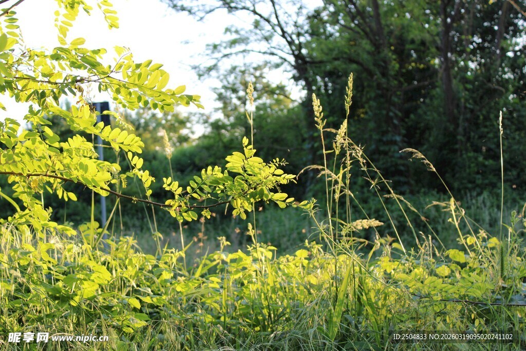 阳光照耀下的绿意盎然草地