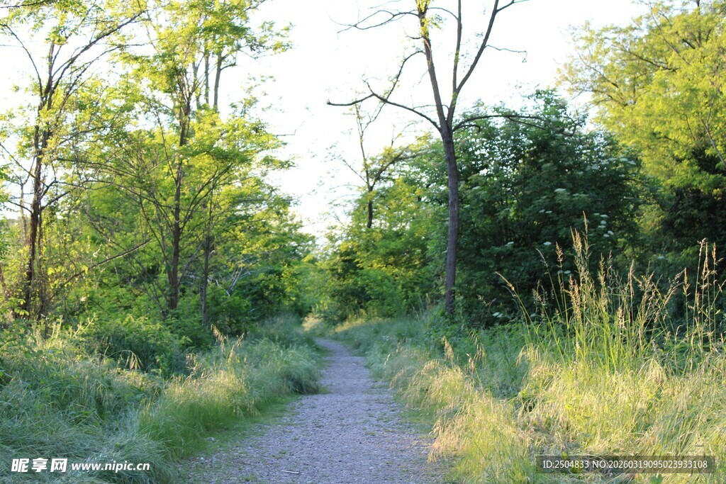 林间小径 邂逅自然之美