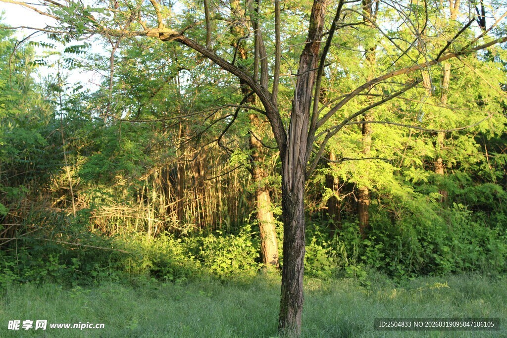 林间孤树 沐浴自然之光