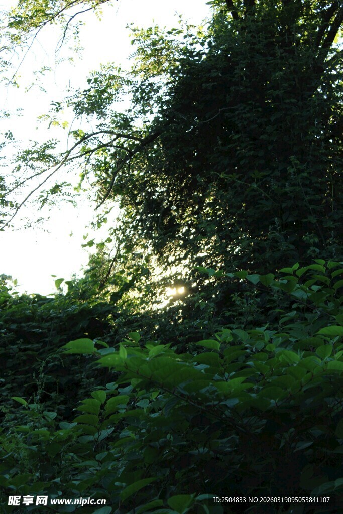 阳光洒落的繁茂绿植