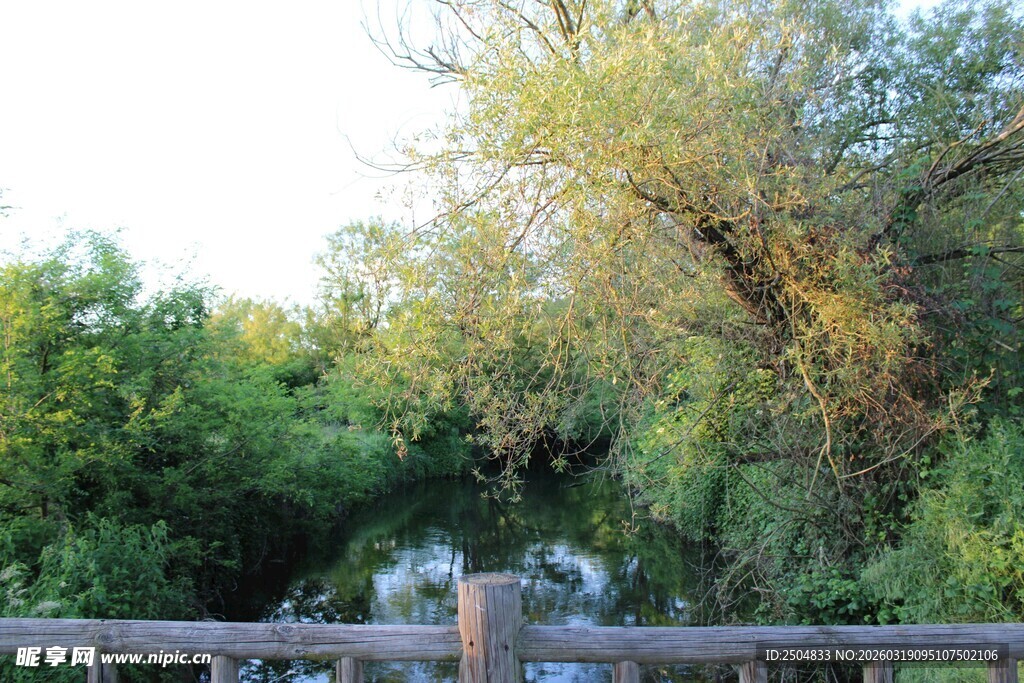 林间木栏旁的自然景致