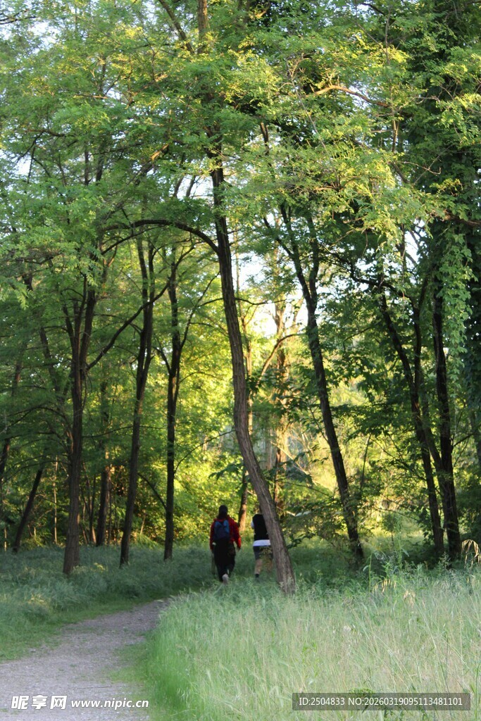 林间漫步道上的悠闲身影