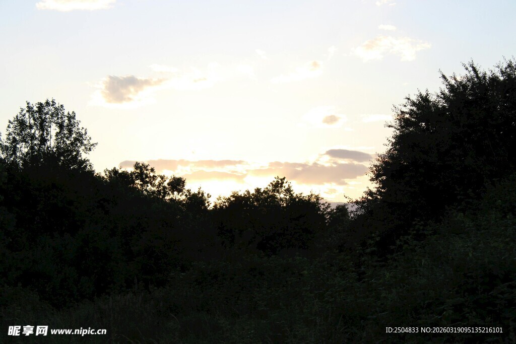 黄昏下的树林剪影