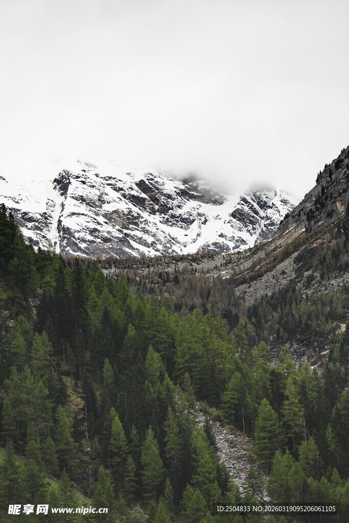 雪山下的葱郁山林