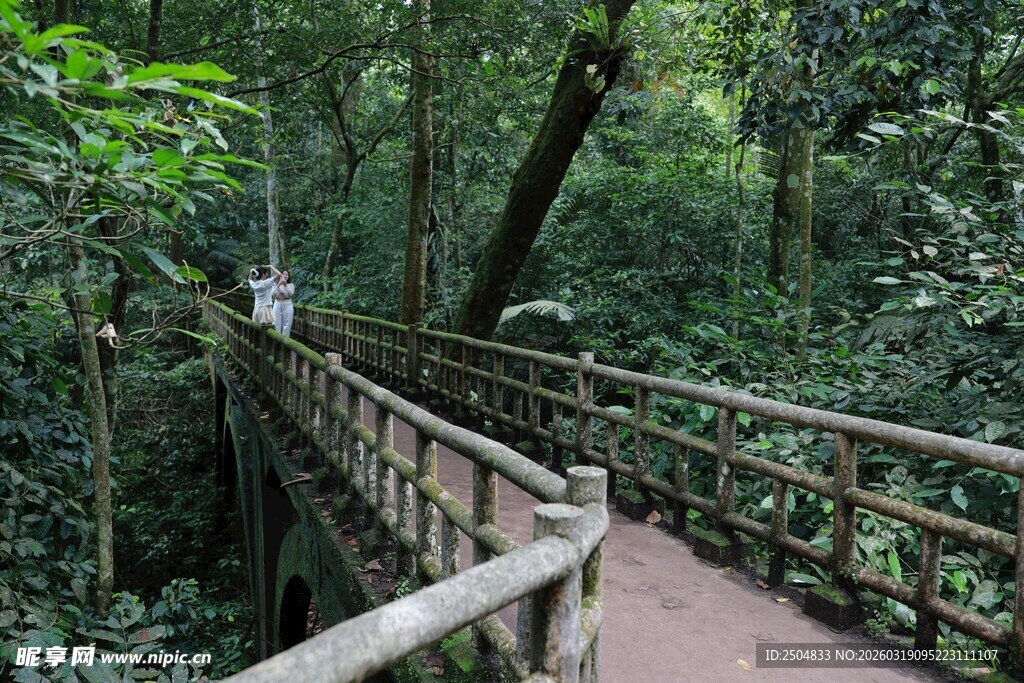 森林中的木质栈道