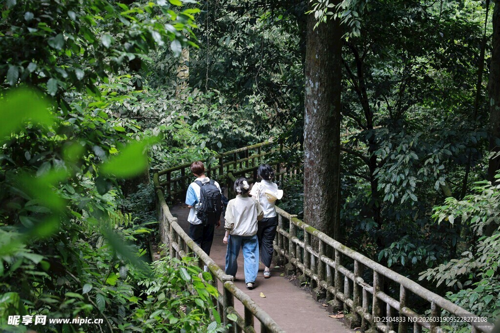  客漫步于林间木桥