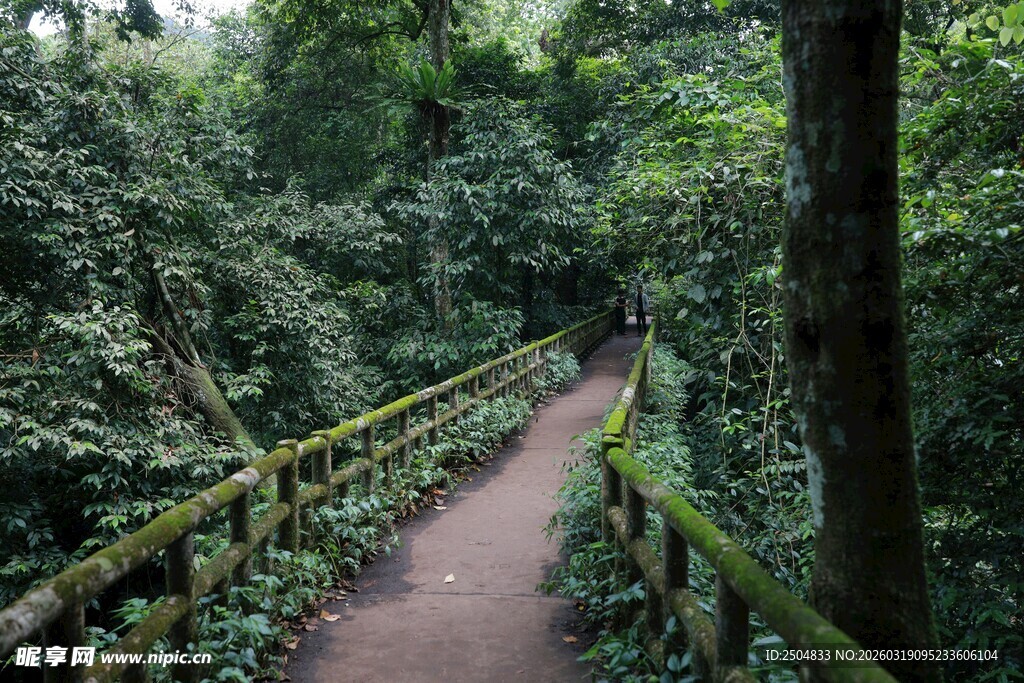 林间木质步道 绿意盎然