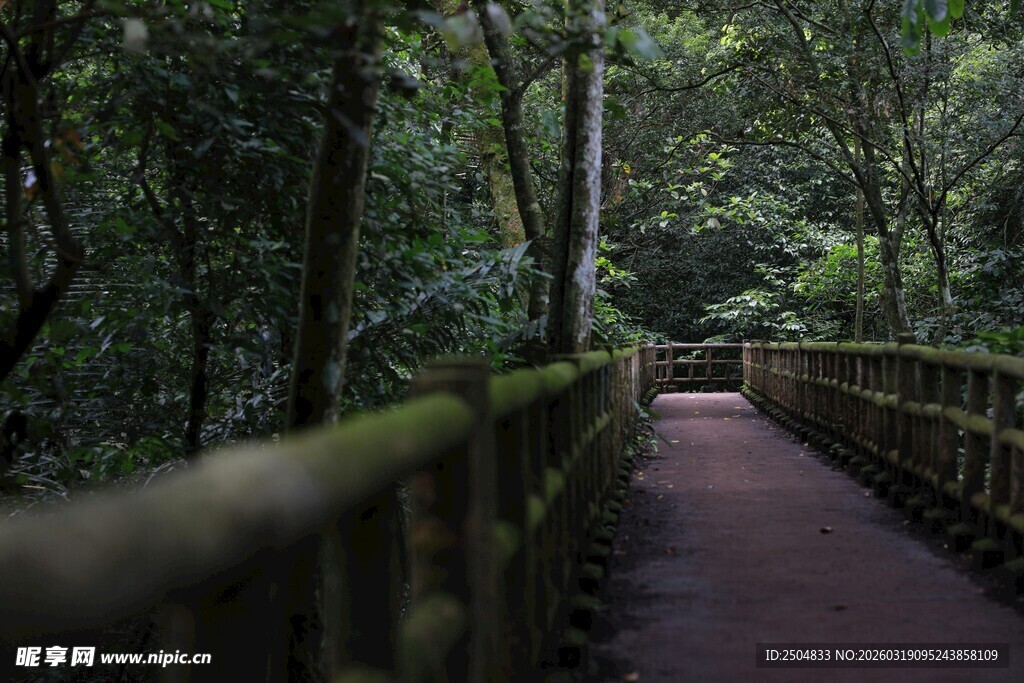 林间木栈道 静谧自然景