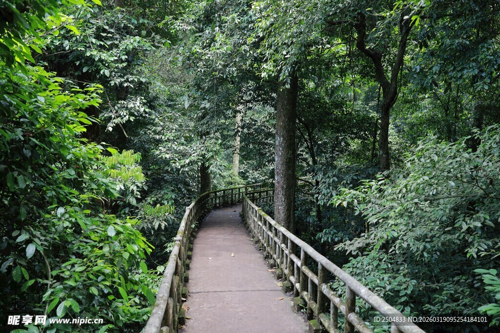 林间木栈道 绿意盎然