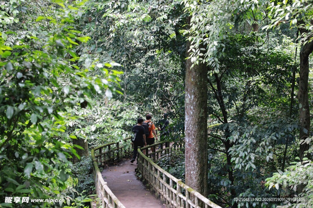 漫步林间栈道