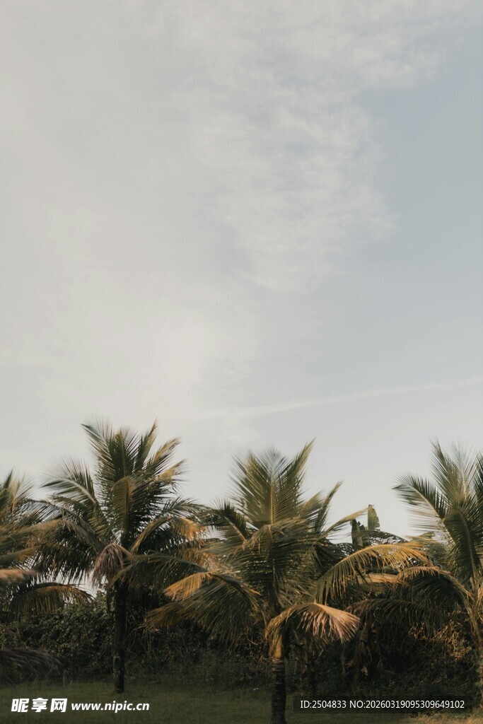 热带风光中的棕榈树