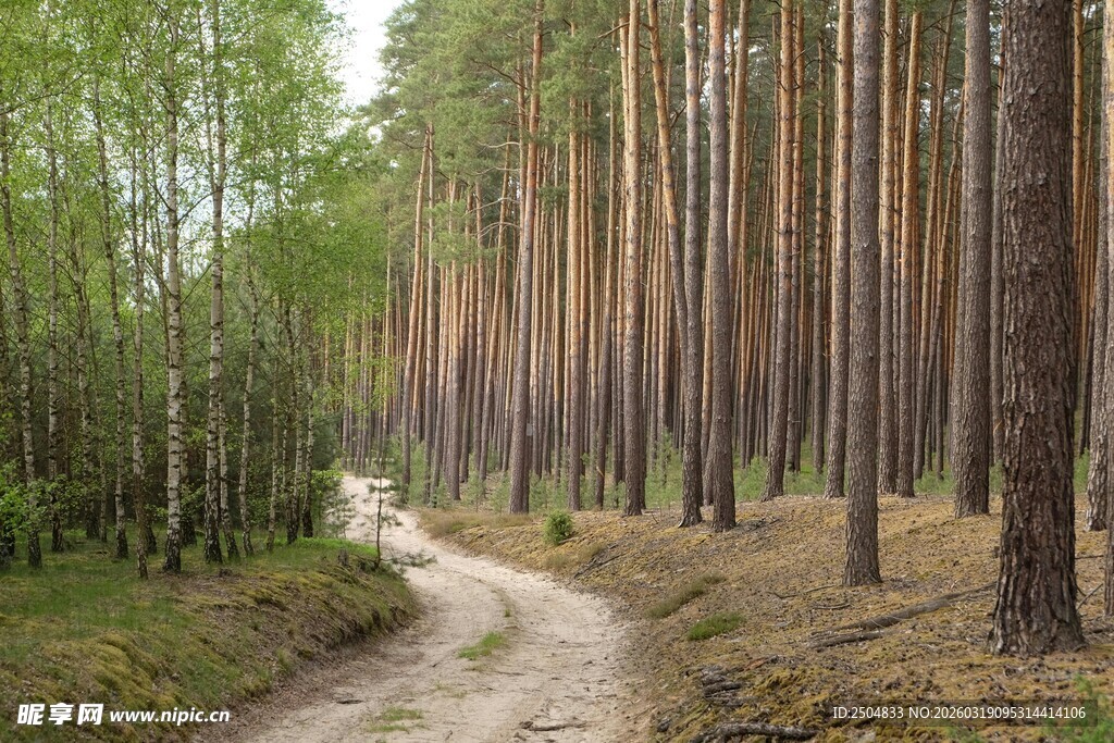 林间蜿蜒小路 静谧自然景