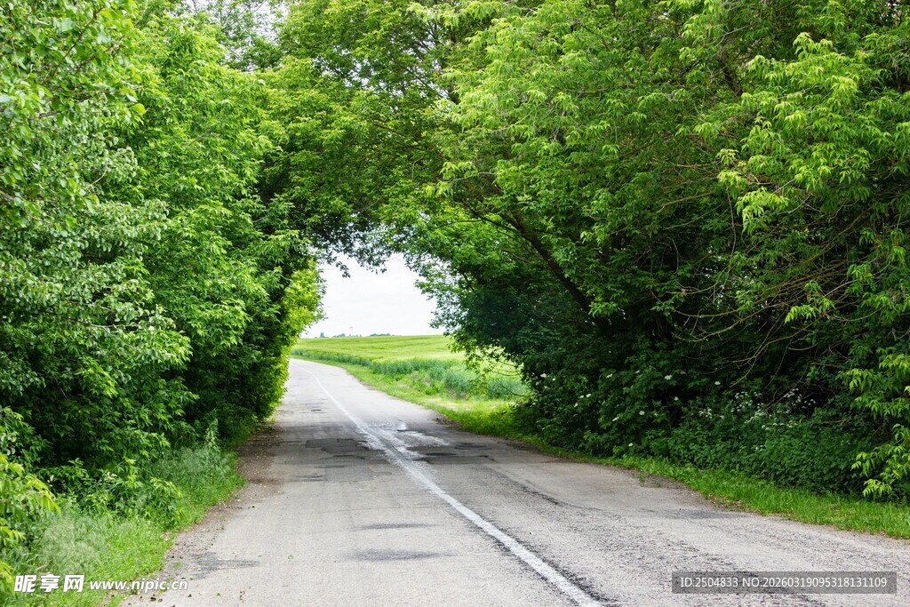 林间幽径 绿意盎然的通道