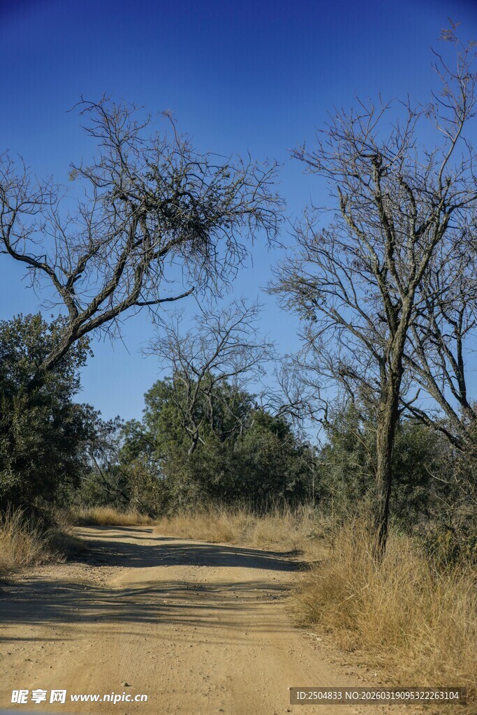 荒野土路旁的枯树景观