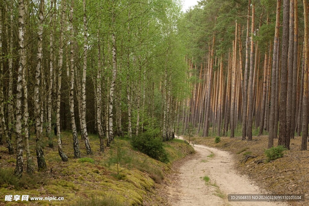 林间土路 漫步自然之境