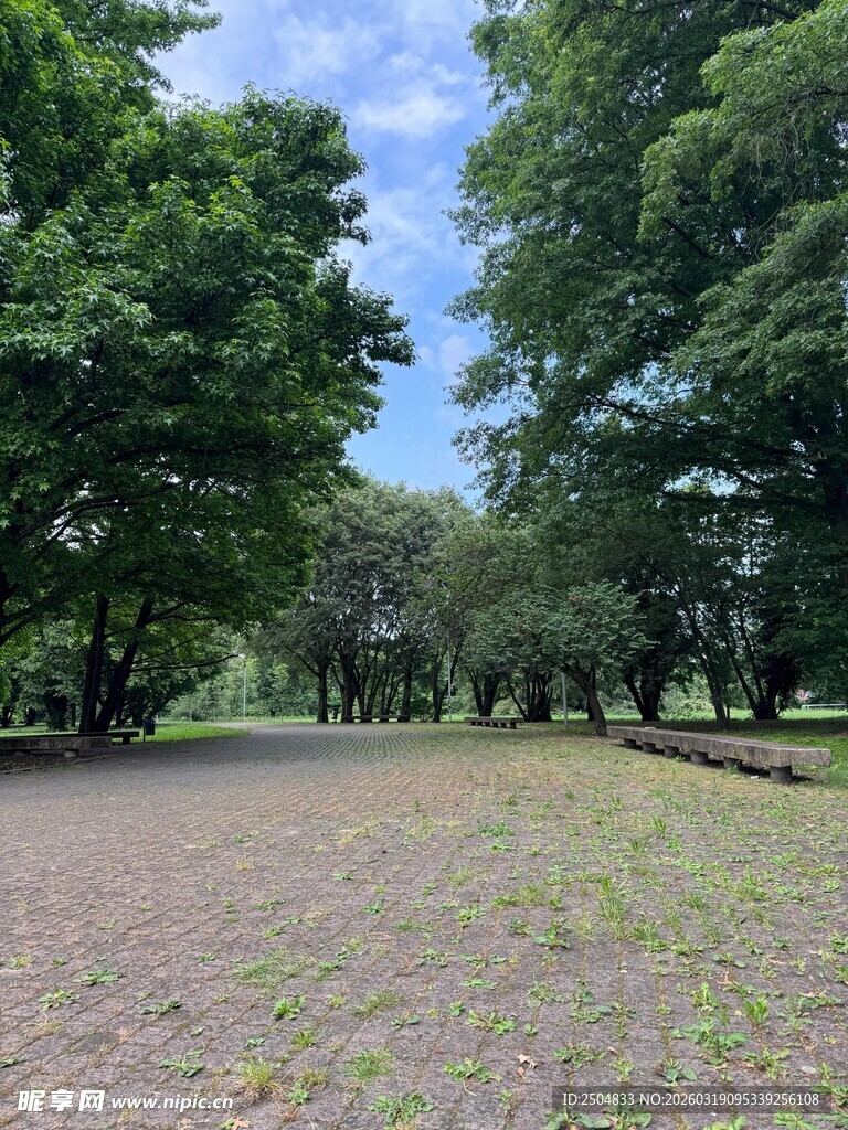 林间开阔草地 绿意盎然