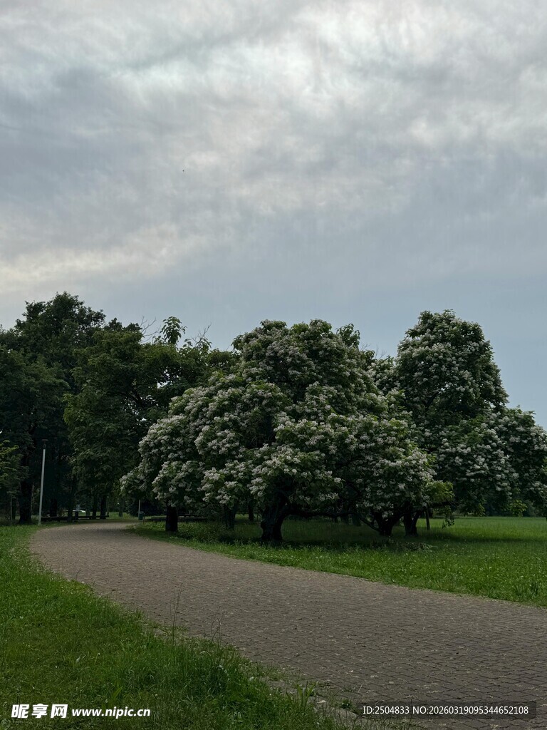 林间小道 绿树成荫