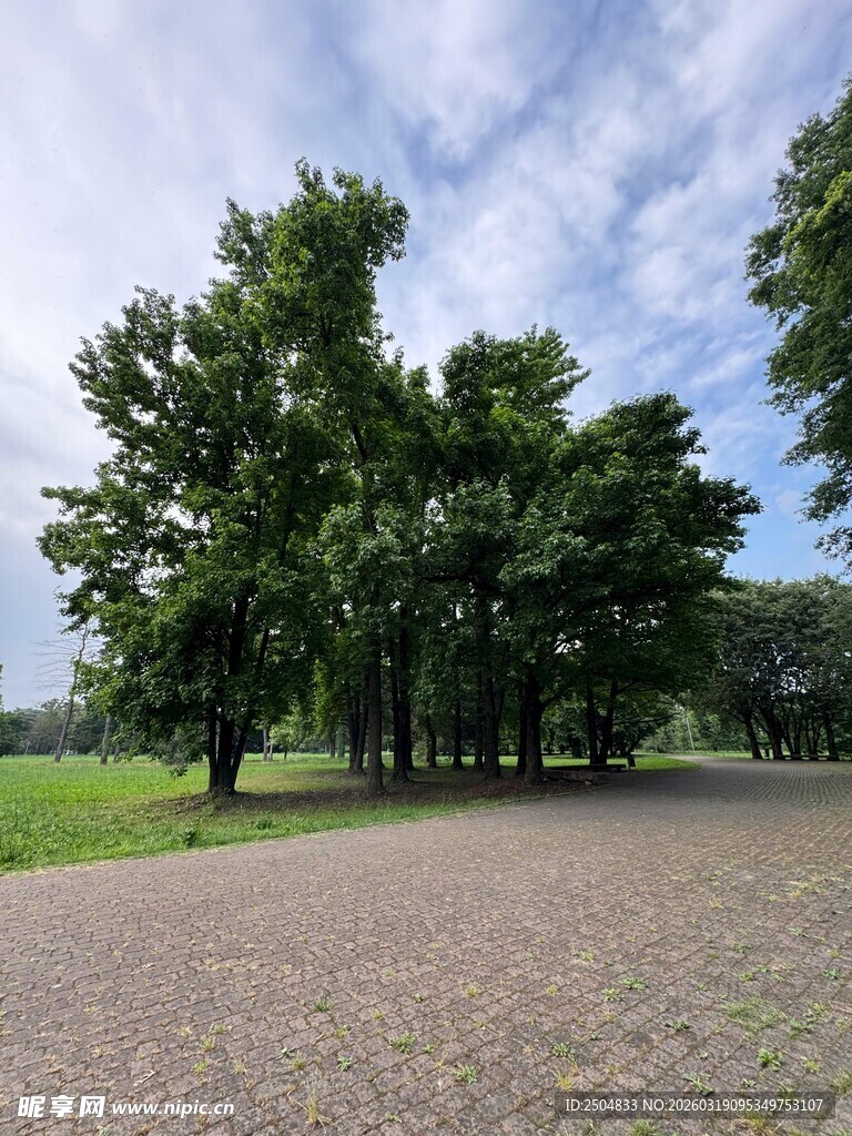 乡村林荫小道风景