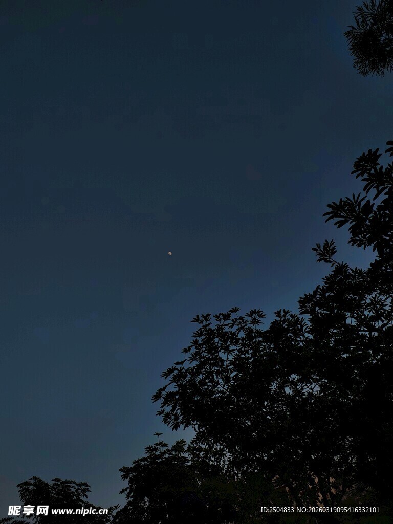 夜空下的树木与闪烁星星